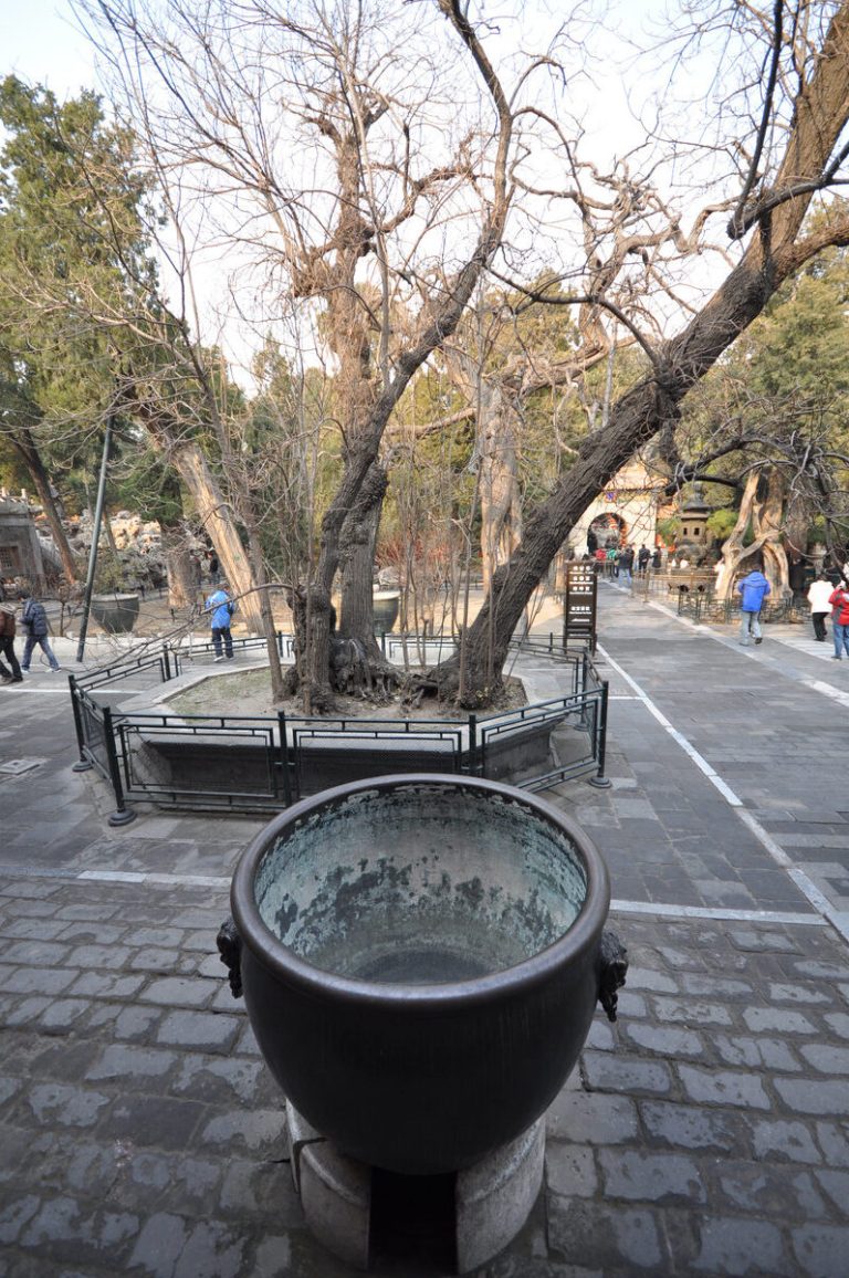 Path inside the Forbidden City Imperial Garden with trees and palace buildings