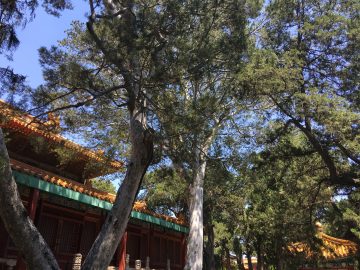 Forbidden City Half-Day Itinerary for First-Time Visitors
