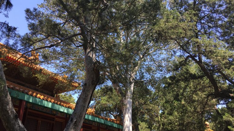 Trees and traditional architecture in the Imperial Garden of the Forbidden City